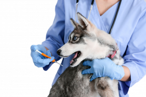 ¡Únete a nuestra red de centros de aplicación autorizados en chip para mascotas y aumenta tu tráfico en tu clínica veterinaria!